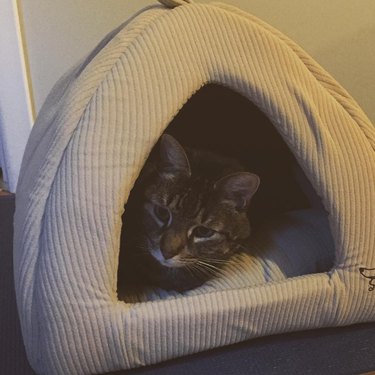 cat peeks out of cat tent