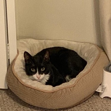 tuxedo cat in cat bed