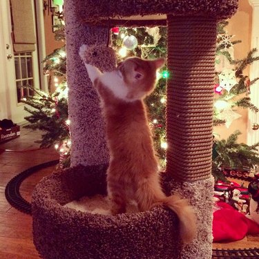 kitten plays on cat tower