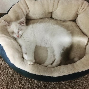 white cat sleeps in cat bed