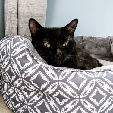 black cat in cat bed
