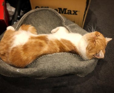 cat sleeps on upside down cat bed