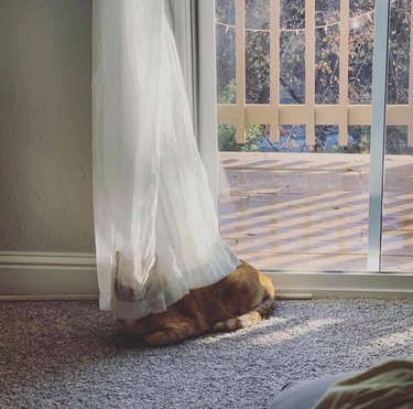 cat hiding under curtain