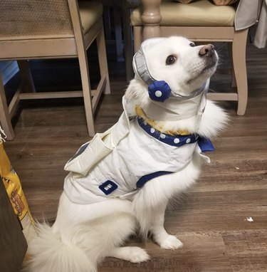 dog in astronaut costume