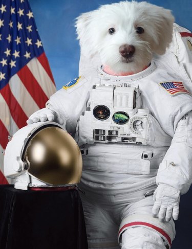 dog in astronaut uniform