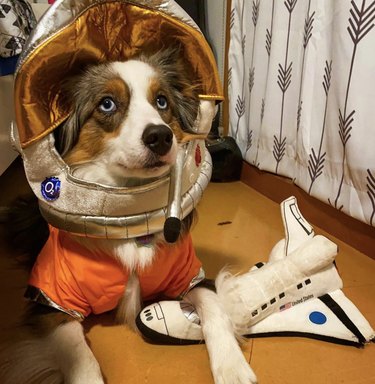 dog in astronaut helmet with rocket