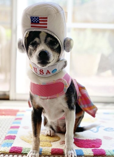 dog wearing astronaut helmet