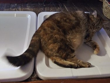 cat hiding between storage containers