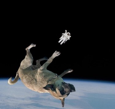 dog floating in space