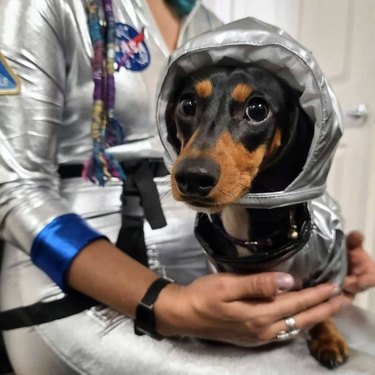 dog wearing NASA astronaut costume