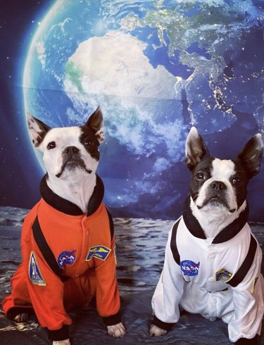 two dogs in astronaut uniforms