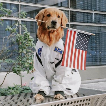 dog in astronaut uniform with American flag
