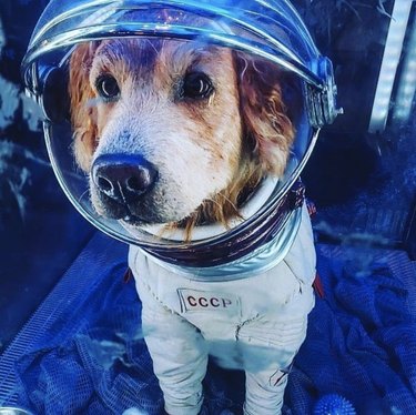 dog in USSR astronaut costume