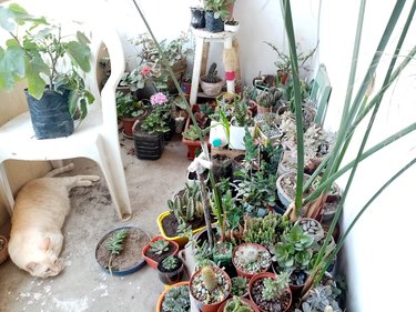 cat hiding between plants