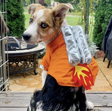 dog with rocket launchers on his back