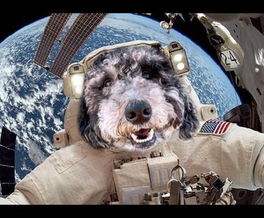 dog in astronaut costume in space