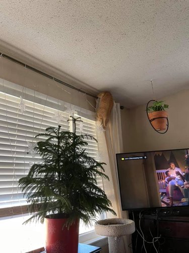 cat climbing curtains