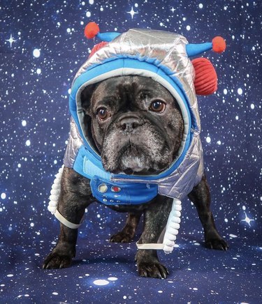 frenchie in astronaut costume