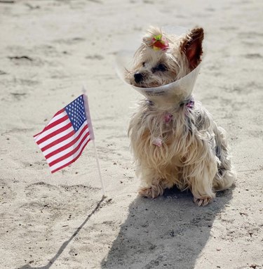 yorkie on beach with cone on head and American flag