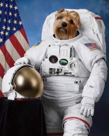 dog in astronaut uniform next to American flag