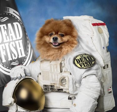 dog in astronaut costume