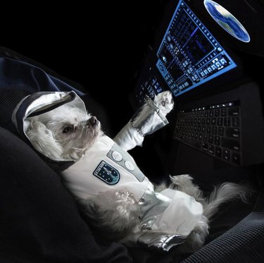 dog in front of shuttle control panel