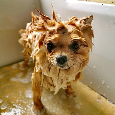 dog is big mad during bath