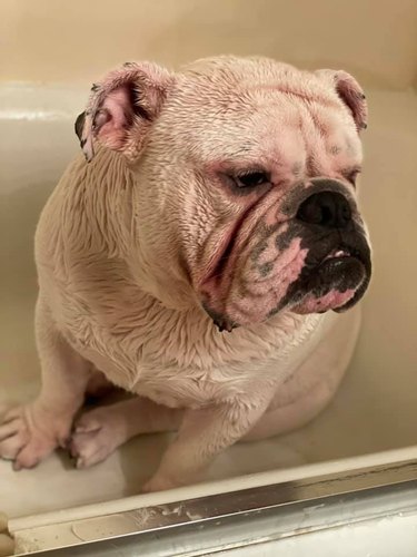 grumpy bulldog doesn't like baths