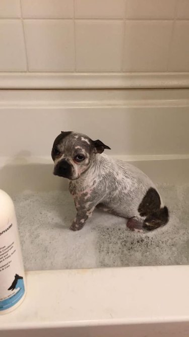 dog isn't happy with bathtime