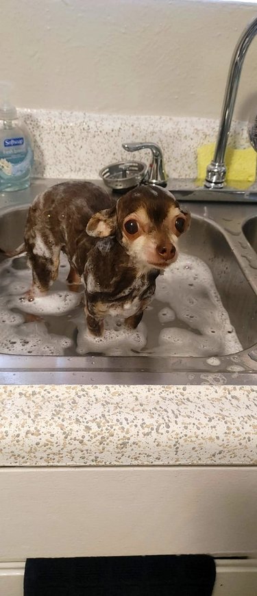 people bathe dog in kitchen sink