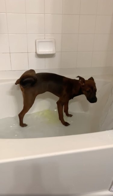 dog pees in bath tub