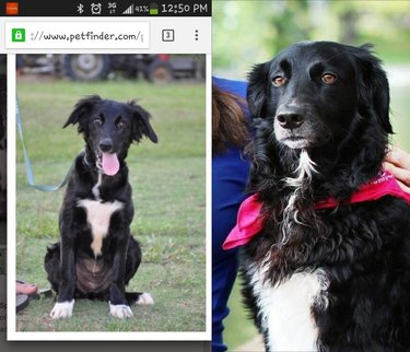 then and now picture of goofy dog.