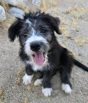 dog smiling for camera.