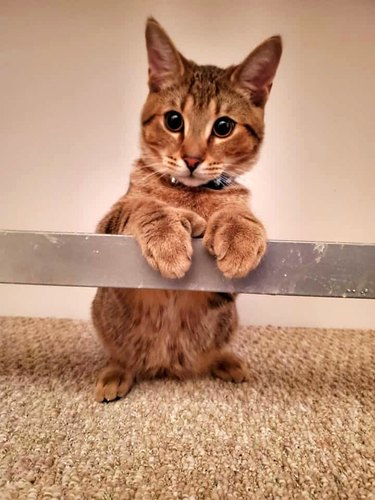cat shows off big paws.