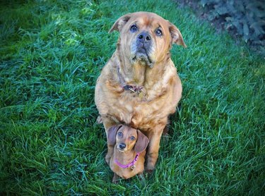 small dog and big dog pose for picture.