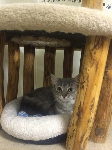 cat in cat bed.