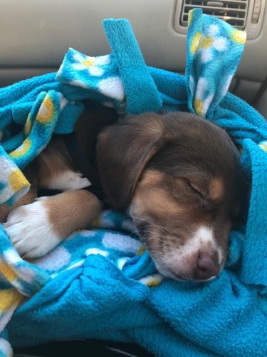 puppy sleeps on fleece blanket.