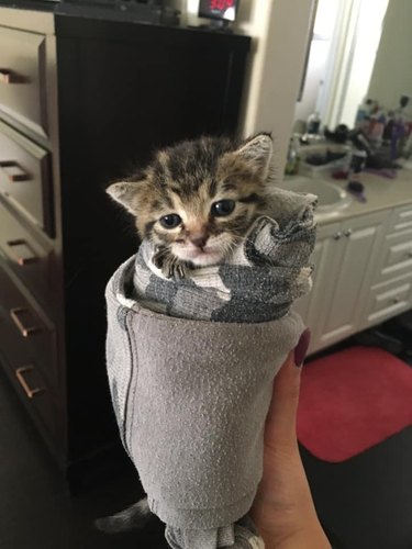 kitten wrapped up in blanket.
