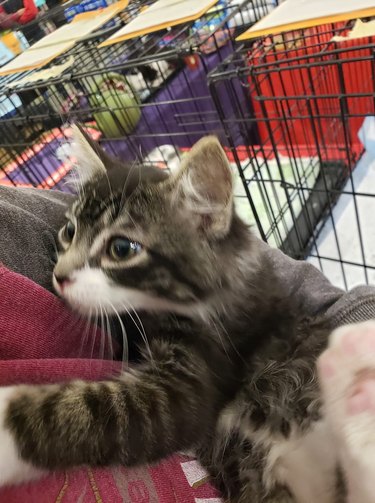 kitten crawls into woman's arms.