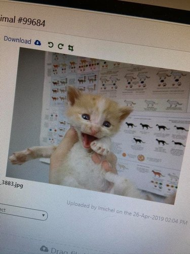 picture of kitten's profile on pet finder website.