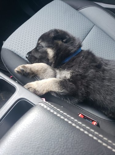 newly adopted puppy sleeps in front seat of car.