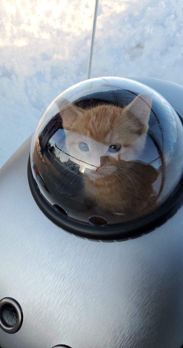 orange kitten in bubble backpack.