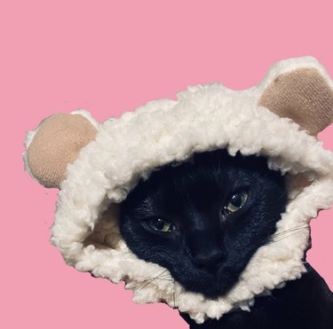 cat in fluffy hat