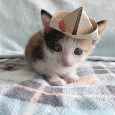 kitten in paper hat