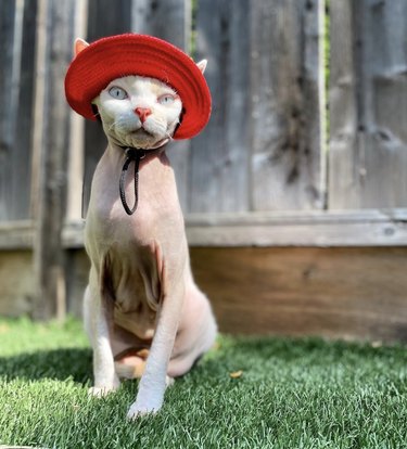 cat in red hat