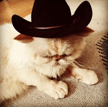 cat in cowboy hat