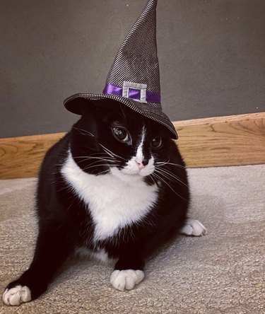 cat in witch’s hat