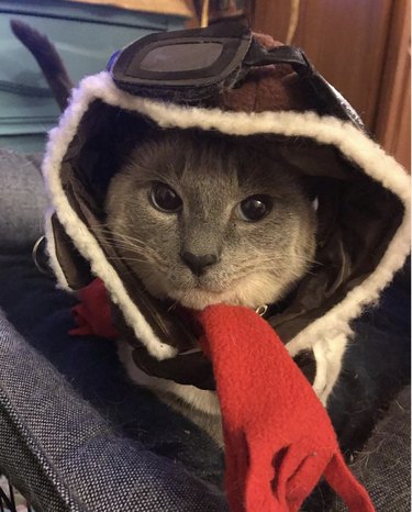 cat in pilot gear