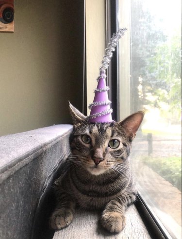 cat in princess hat