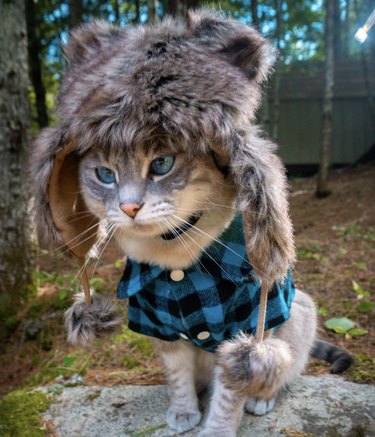 cat in fur hat